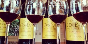Ox Eye Vineyards 2 e1664920666307-visit-staunton-va