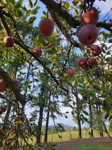 Sunrise Orchards-visit-staunton-va