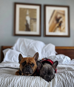 Dogs at Hotel 24 South-visit-staunton-va