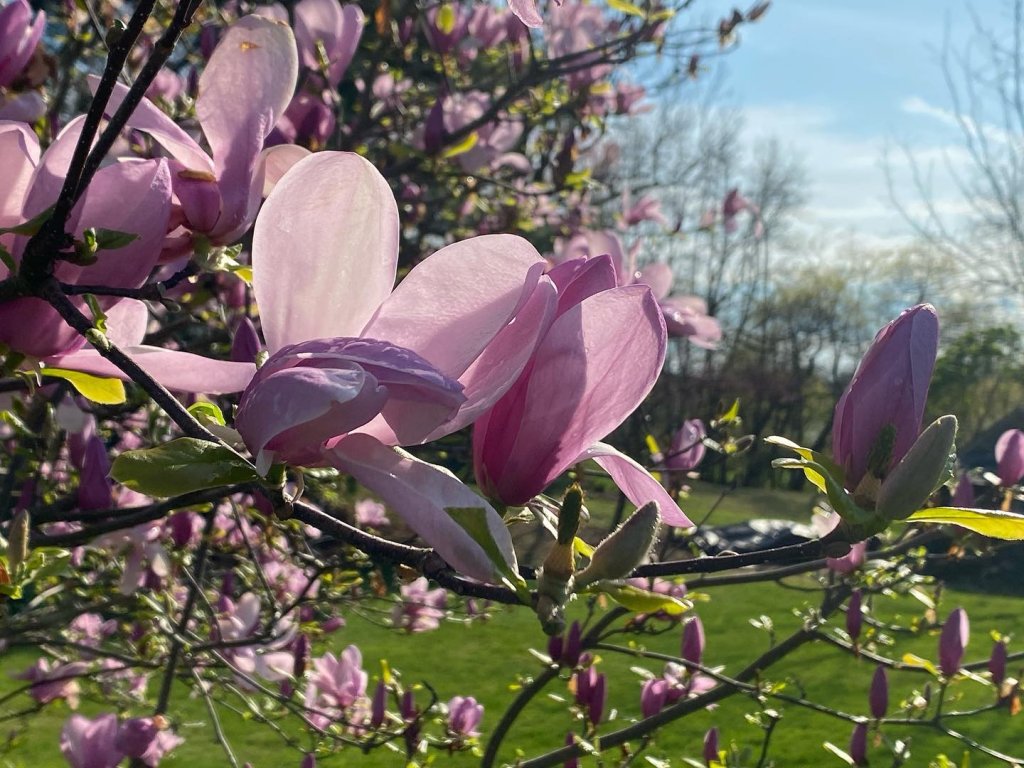 Blondezilla27 instagram 1770 ig 17859947152817199-visit-staunton-va