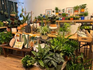 Burrow Vine-visit-staunton-va