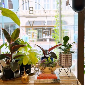 Burrow Vine4-visit-staunton-va