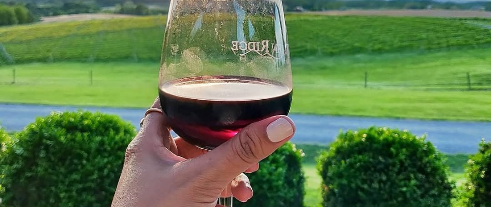 A glass of red wine being held in the foreground with hills of greens are seen in the background. 