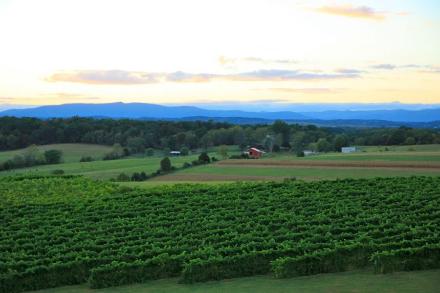 Barren Ridge Vineyards | Visit Staunton