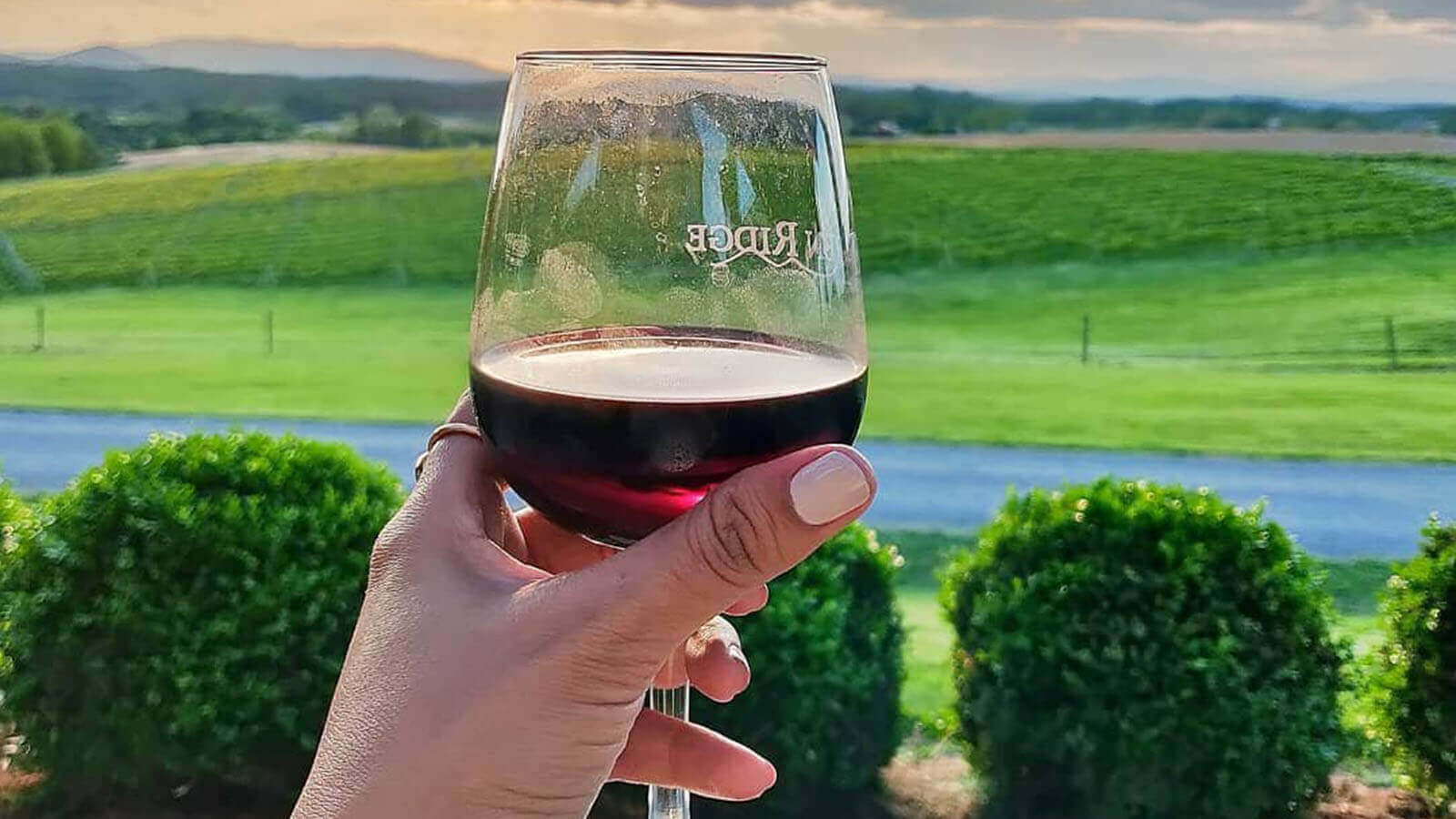A glass of red wine being held in the foreground with hills of greens are seen in the background. 