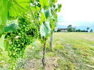 Crosskeys Vineyard-visit-staunton-va