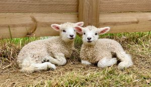 Lambs at FCM-visit-staunton-va
