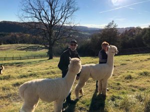 Pov Alpacas 1-Visit-Staunton-Va