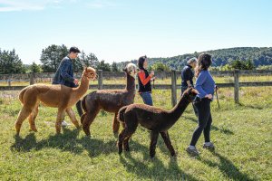 20210927 alpacas00010 Augusta County Econ Dev Tourism-visit-staunton-va