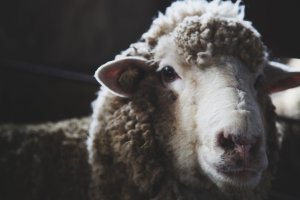 cestarisheep Instagram 1770 ig 18066551149325853 1-visit-staunton-va