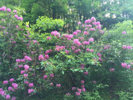 Summer Begins! How to See Virginia’s Flora and Fauna