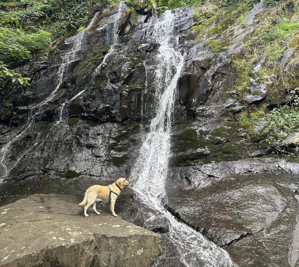 Labrador stand near a waterfall at the Shenandoah National Park
