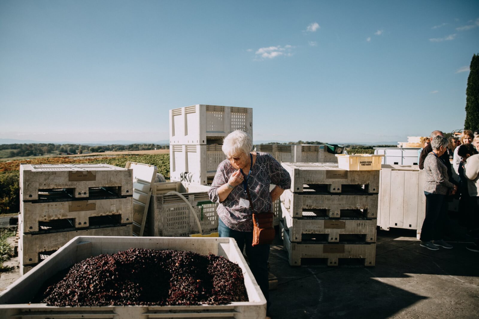 Woman views picked grapes before being processed into wine at barren ridge vineyard