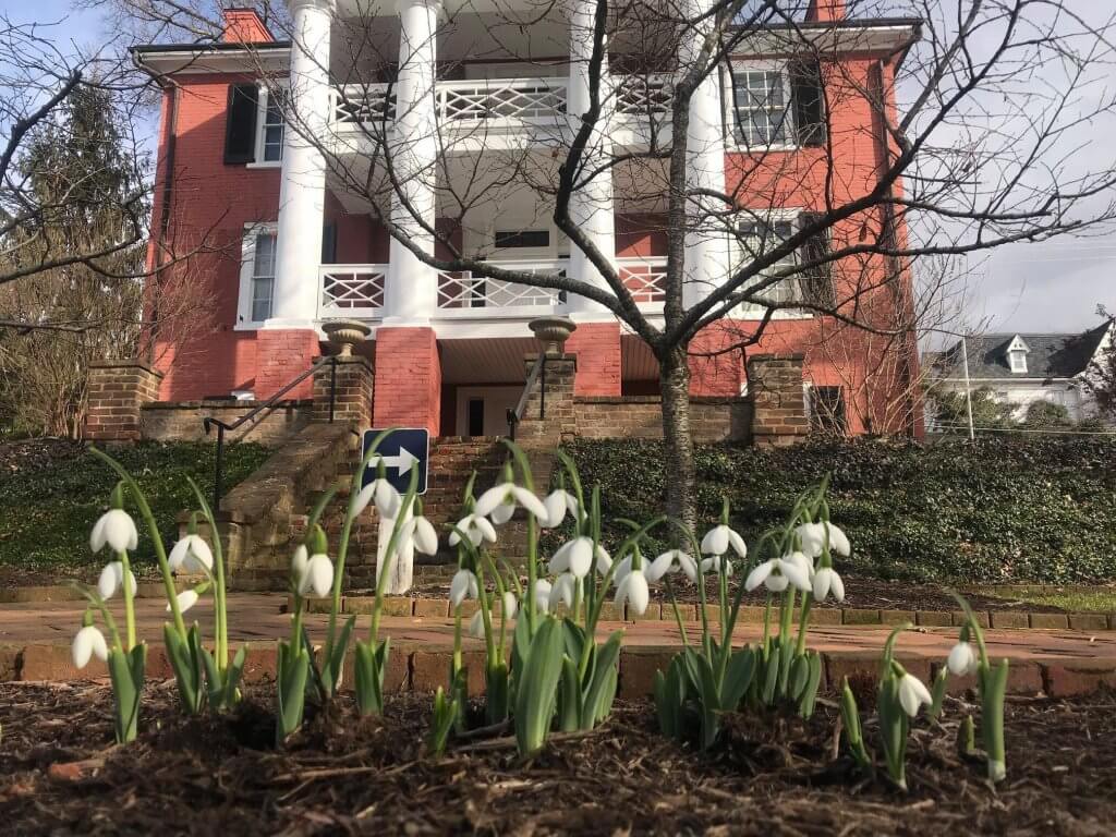 White snowdrop flowers bloom in the foreground before a historic red brick building in staunton, va