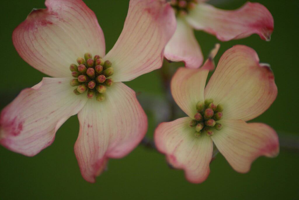 Dsc04540-visit-staunton-va