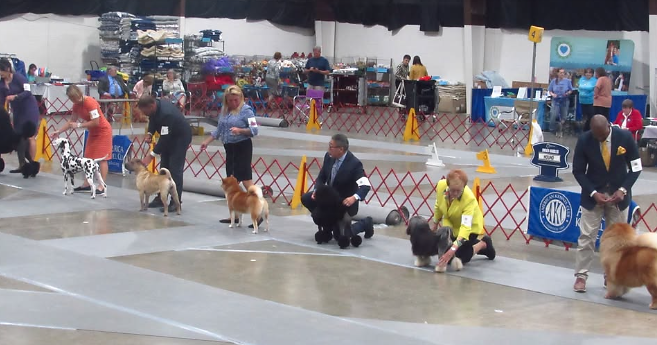 event 56346 akc virginia adventure cluster dog show-visit-staunton-va