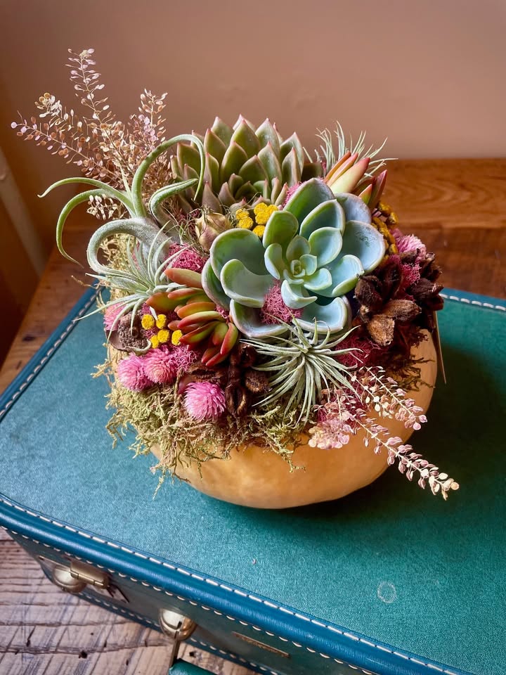 event 63130 succulent pumpkin workshop with leslie greer-visit-staunton-va